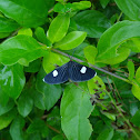 White-tipped Black