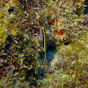 Yellownose goby