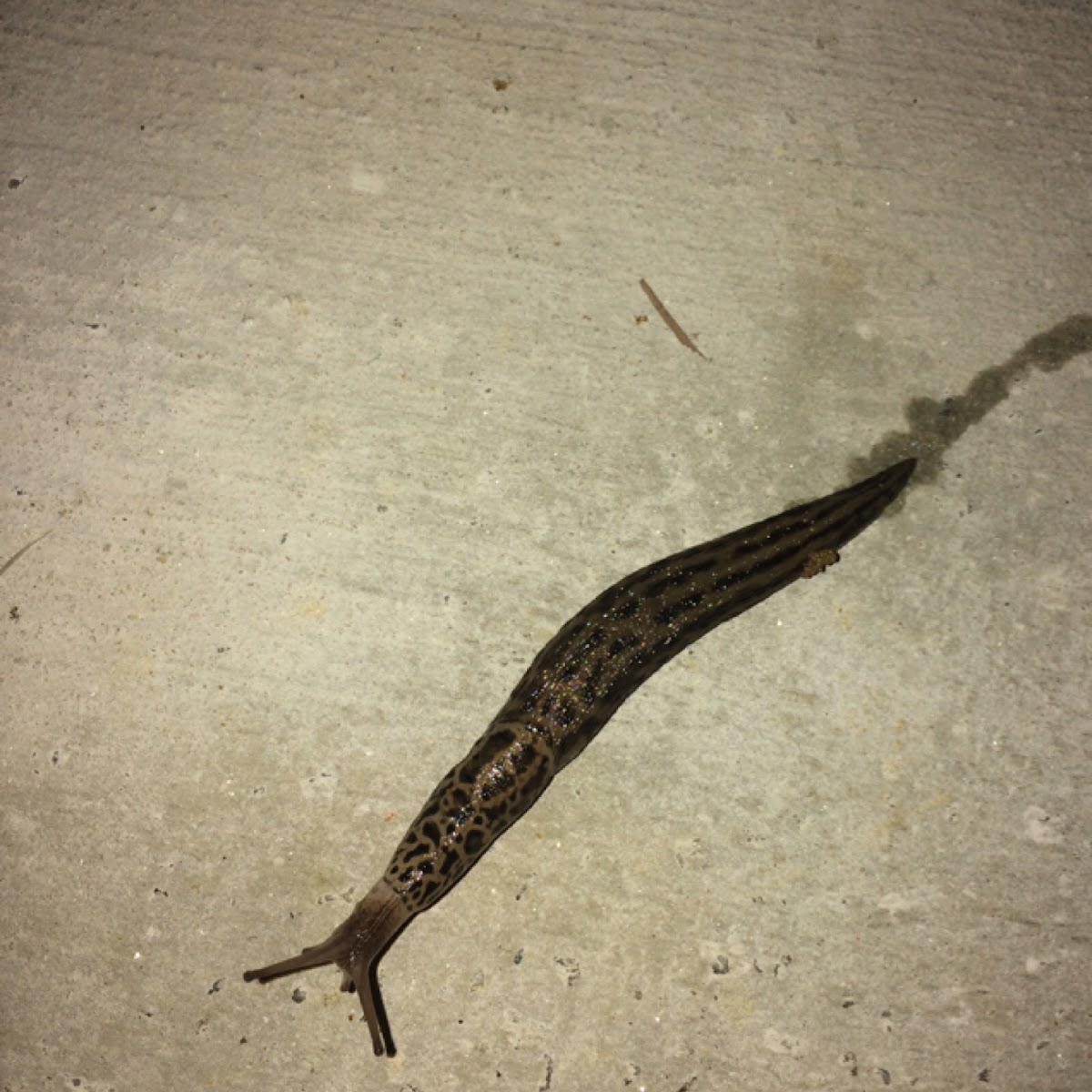 Leopard Slug or Great Grey Slug