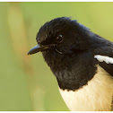 Oriental Magpie Robin