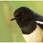 Oriental Magpie Robin