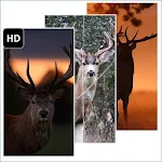 Cover Image of Herunterladen Deer HD Wallpaper 1.0 APK