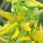 Great Yellow Gentian