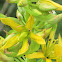 Great Yellow Gentian