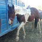 American Paint Horse