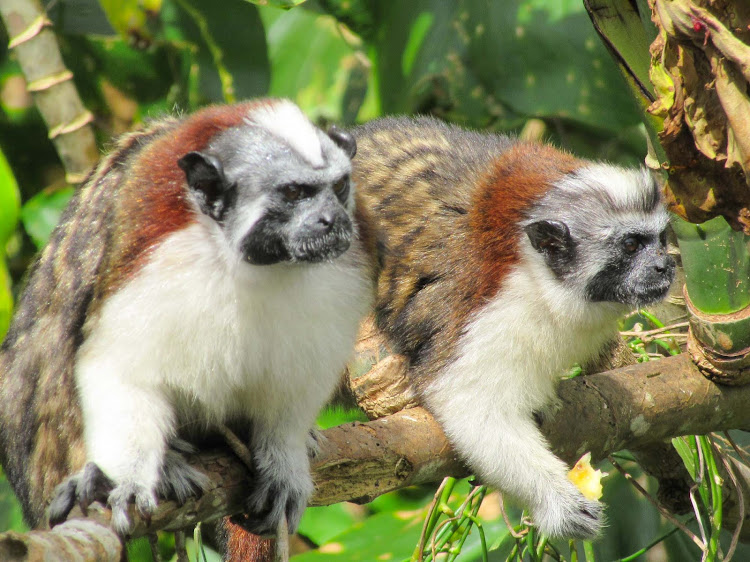  A pair of Tamarin or titi monkeys at Monkey Island in Panama. 