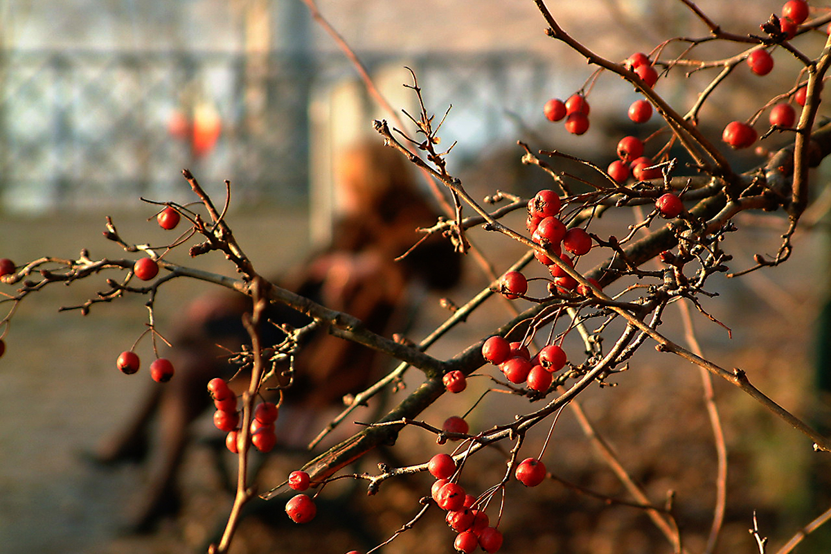 bacche rosse  di alber52