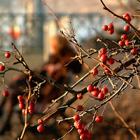 bacche rosse  di 