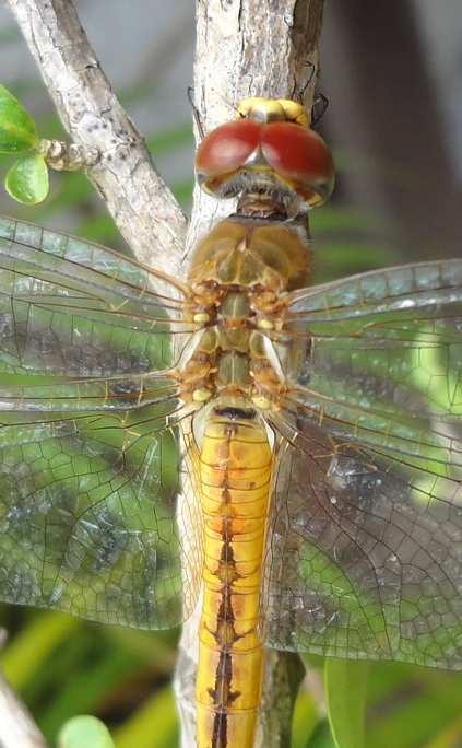 Globe Skimmer