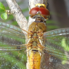 Globe Skimmer