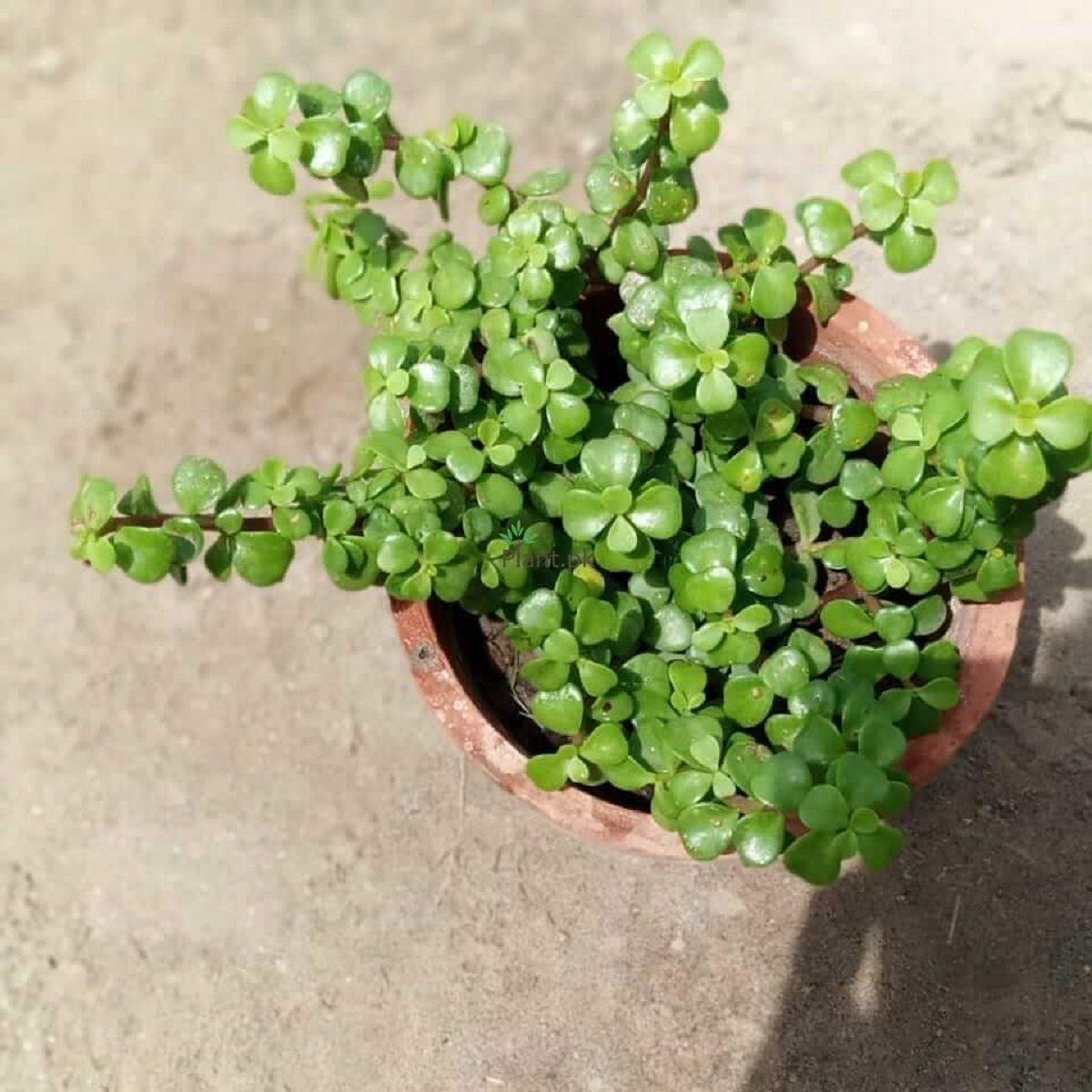 Jade Plant
