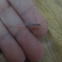 crane fly