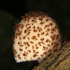 Unidentified fungus