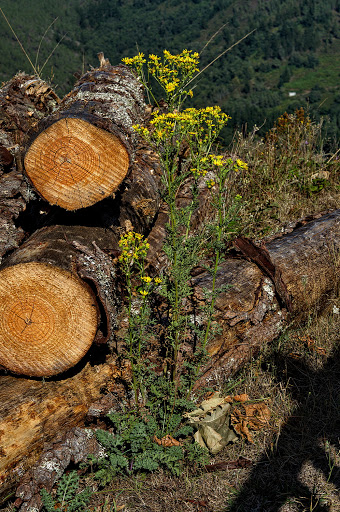 Senecio jacobaea