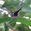 Common Rose Butterfly