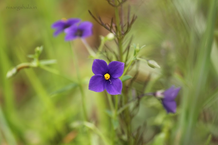 Wild Flower from Sahyadri