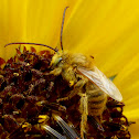 Long-horned Bee