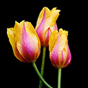 Tulips New Tab Tulips Wallpapers