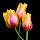 Tulips New Tab Tulips Wallpapers