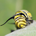 Monarch Caterpillar