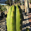 San Pedro Cactus