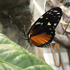 Tiger Longwing