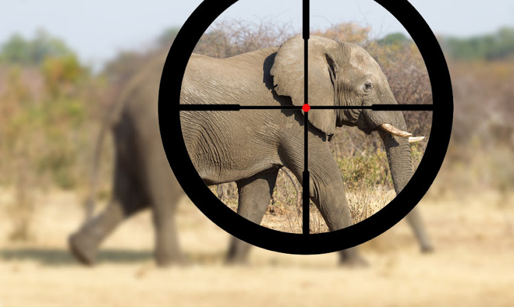 Trophy hunting of elephants, leopards and black rhino has been halted by an interim interdict granted by the Cape Town high court. Stock photo.