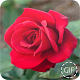 Download Roses Images GIF For PC Windows and Mac 1.0