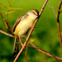 White-browed wren-warbler