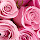 Roses Wallpaper for New Tab