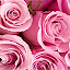 Roses Wallpaper for New Tab