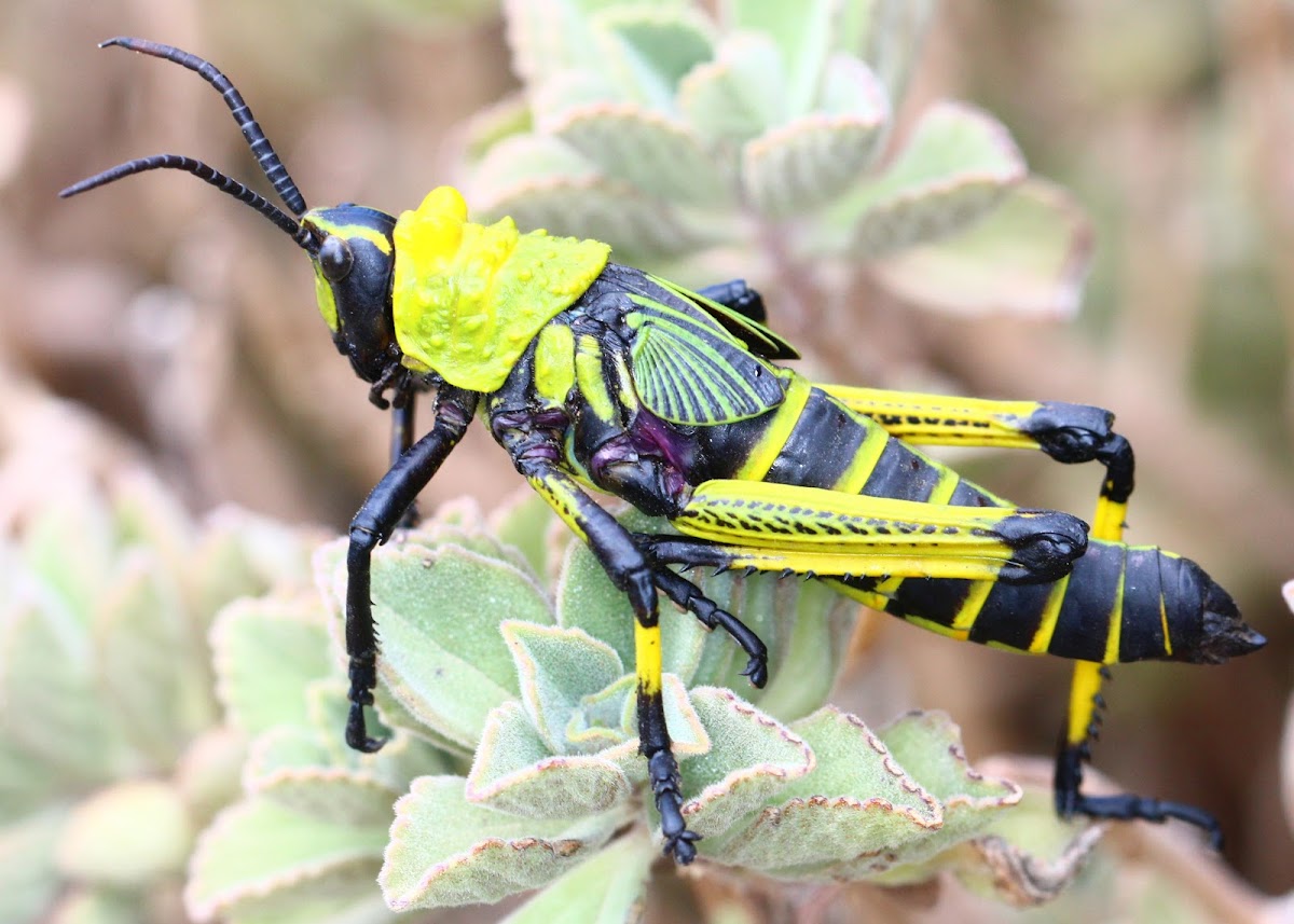 Green Milkweed Locust Nymph