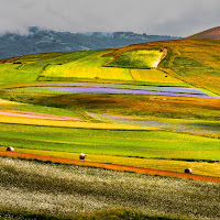 Diagonali floreali di Alduccio