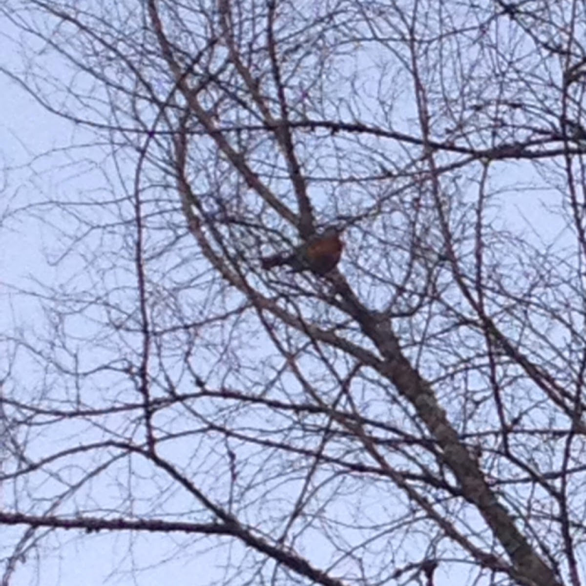 American Robin