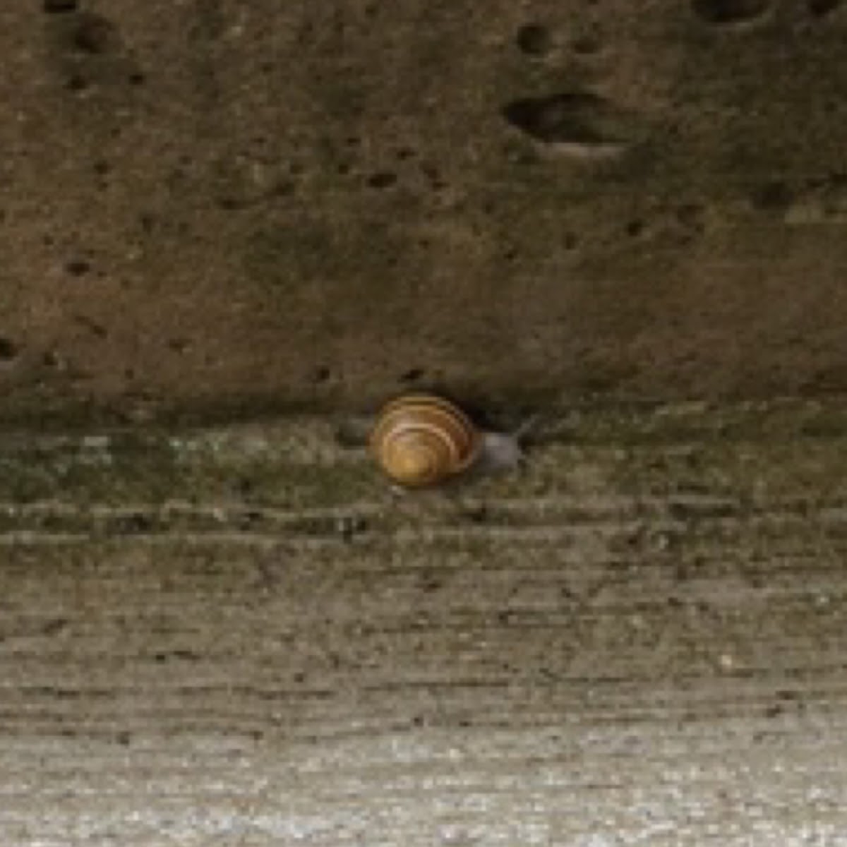 Grove Snail