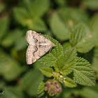 Geometer Moth