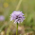 Globe Daisy