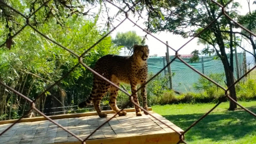 Lion Park South Africa 2015