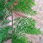 Bald Cypress