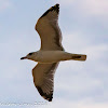 Lesser Black-backed Gull; Gaviota Sombría