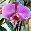 Phalaenopsis orchid hybrid