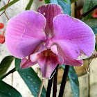 Phalaenopsis orchid hybrid