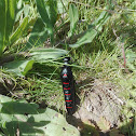 Red striped oil beetle