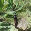 Red striped oil beetle