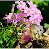 Pieris canidia 東方菜粉蝶