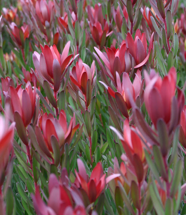 Leucadendrons are prized for their attractive foliage.