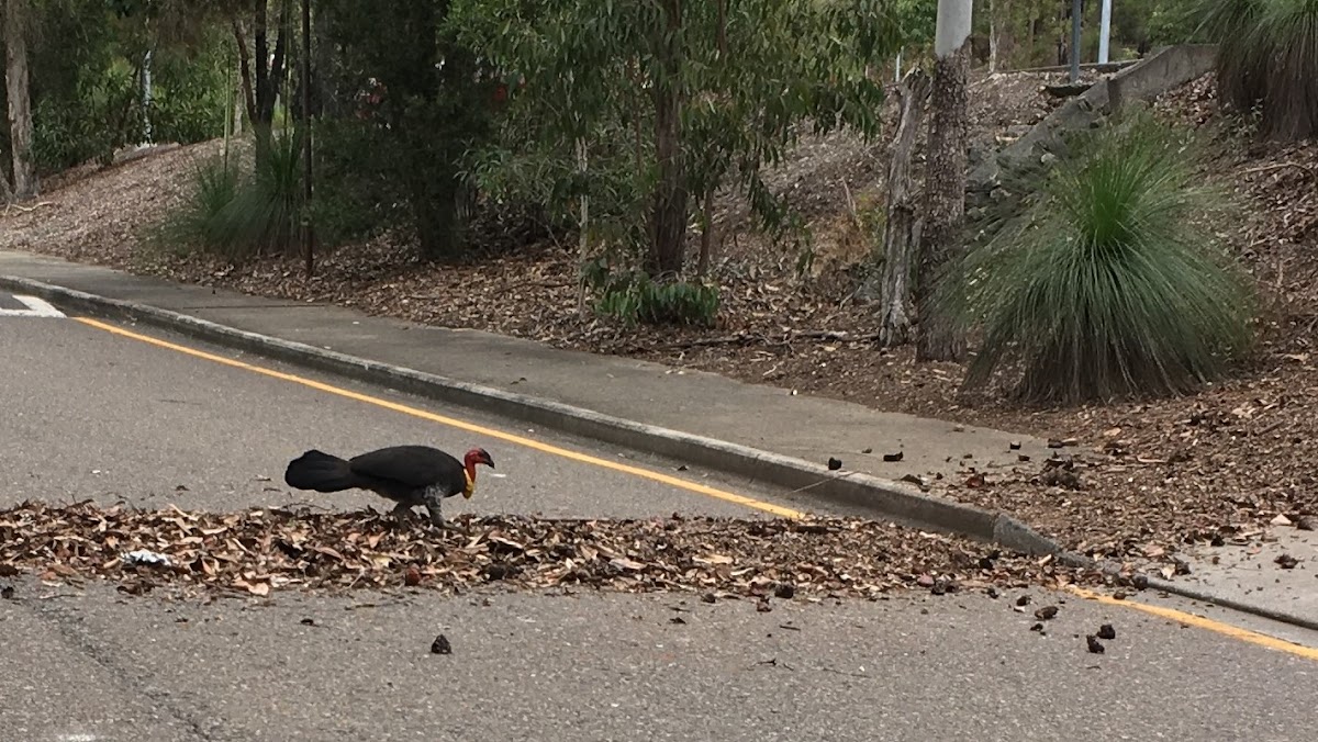 Australian Brush Turkey (mound-building)