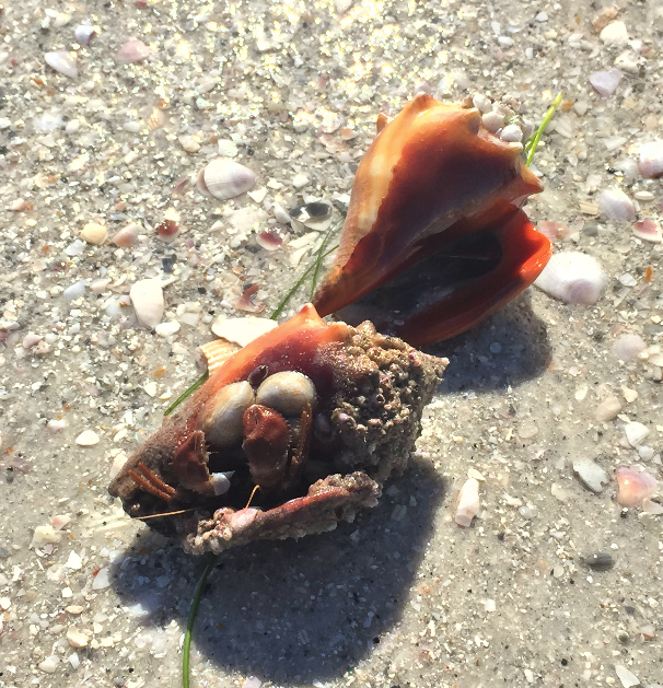 Hermit crab