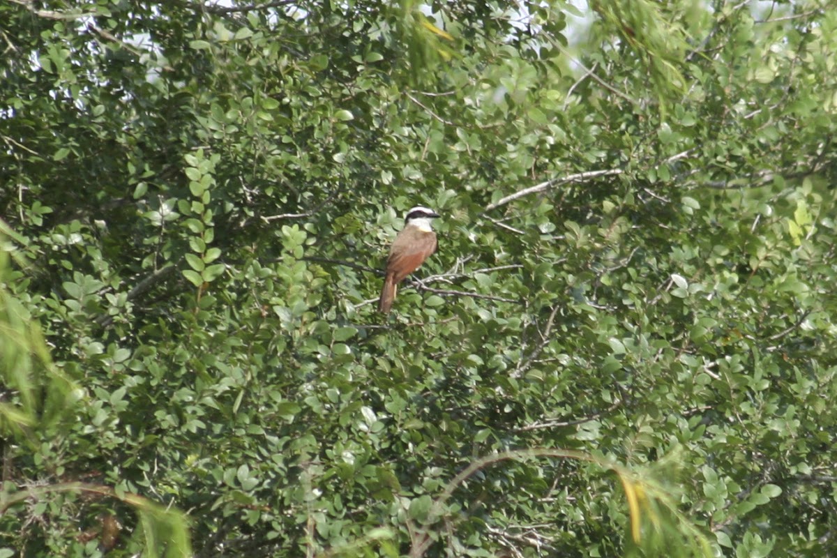 Great Kiskadee