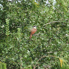 Great Kiskadee